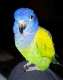 Pionus