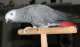 African Grey