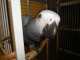 African Grey