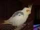 Cockatiel