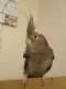 Cockatiel