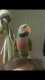 Mustached / Moustached Parakeet