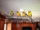Conure