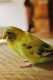 Parakeet