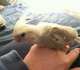 Cockatiel