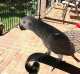 African Grey