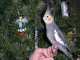 Cockatiel