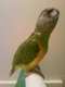 Senegal