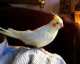 Cockatiel