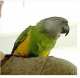 Senegal