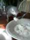 African Grey