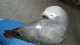 African Grey
