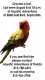 Conure