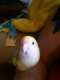 Lovebird