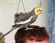 Cockatiel