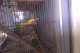 Lovebird