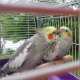 Cockatiel