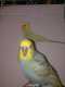Budgerigar
