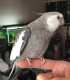 Cockatiel