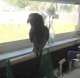African Grey