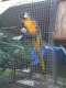 Macaw