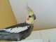 Cockatiel