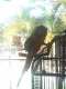 Macaw
