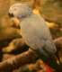African Grey