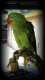 Alexandrine