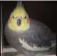 Cockatiel