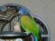 Pionus