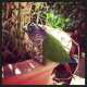 Conure