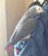 African Grey