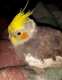 Cockatiel