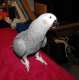 African Grey