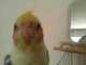 Cockatiel