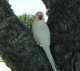 Indian Ringneck Parakeet