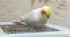 Cockatiel