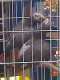 African Grey