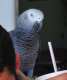 African Grey