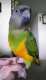 Senegal