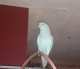 Indian Ringneck Parakeet