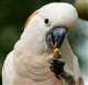 Cockatoo