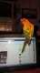 Conure