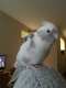 Cockatiel