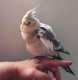 Cockatiel