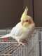 Cockatiel