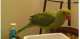 Indian Ringneck Parakeet