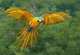 Macaw
