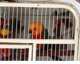 Conure
